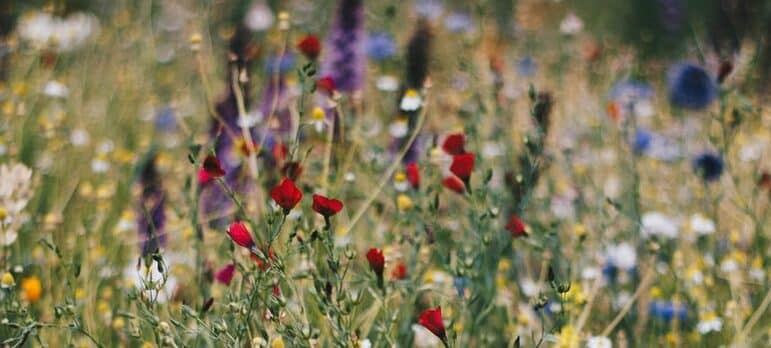Wild flowers on the field