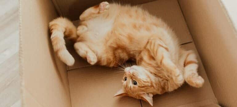 reuse moving boxes after the move by letting your cat have it