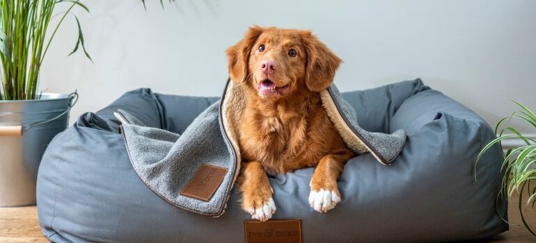 a dog with a blanket
