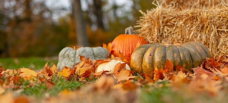 four different types of pumpkin next to a hay