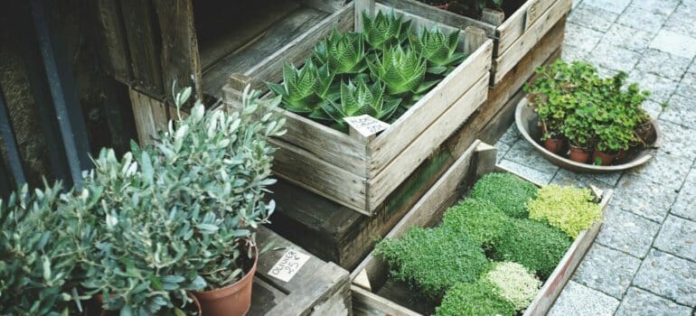 different types of plants in wooden baskets