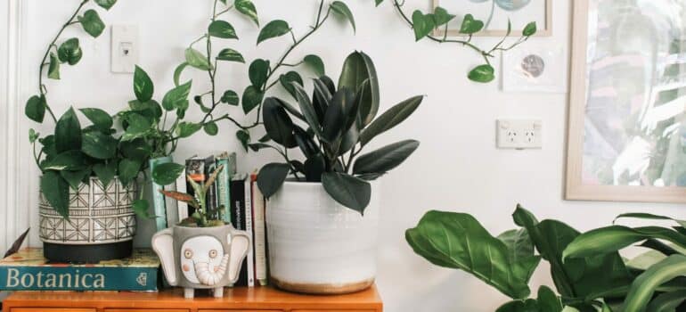 two different potted plants standing on the counter after a person finished to move plants to a new home