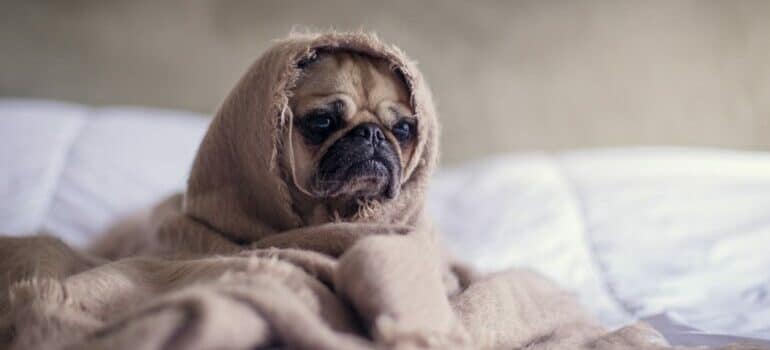a sad puppy swaddled in a blanky