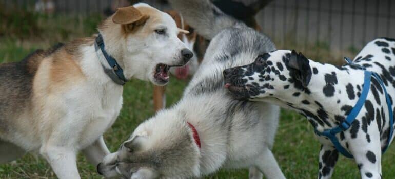 dogs running in the park 
