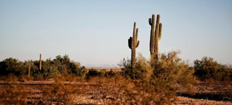 Texas desert during a hot and humid day