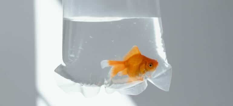 a fish in a plastic bag in order to move a fish tank
