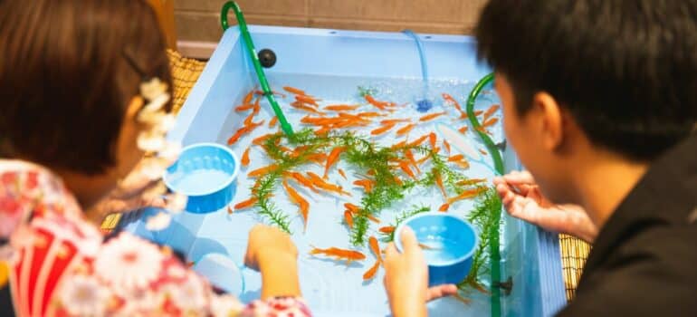 a couple removing fish from a fish tank