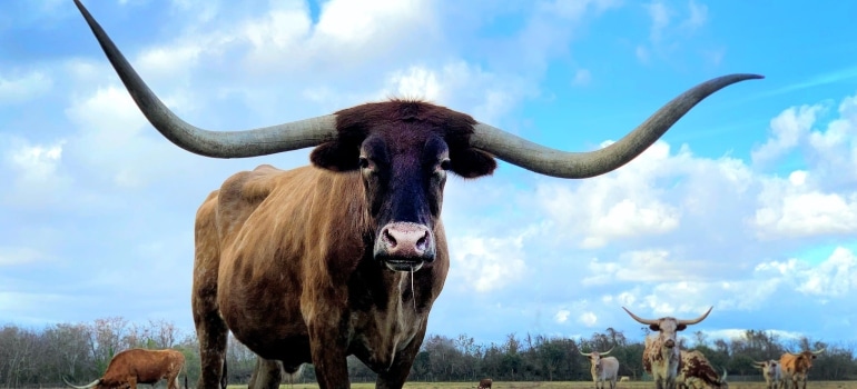 animals on the grass