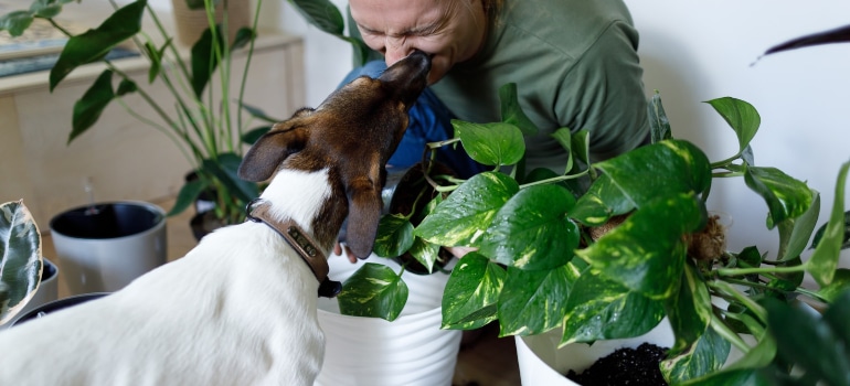 a man allowing his dog to lick him while he is getting ready to inspect his plants, as should you when you pack your home garden