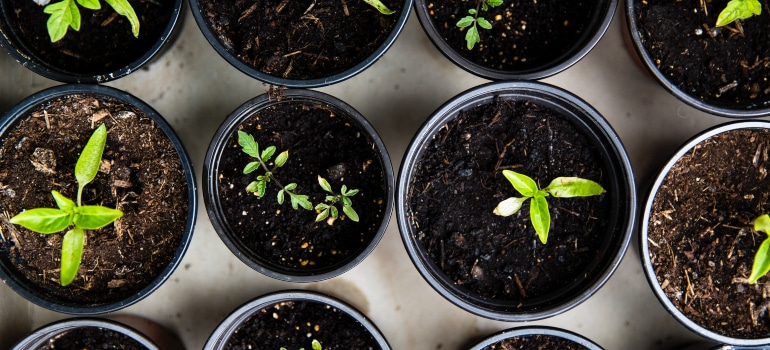 newely sprout seedlings in freshly new pots