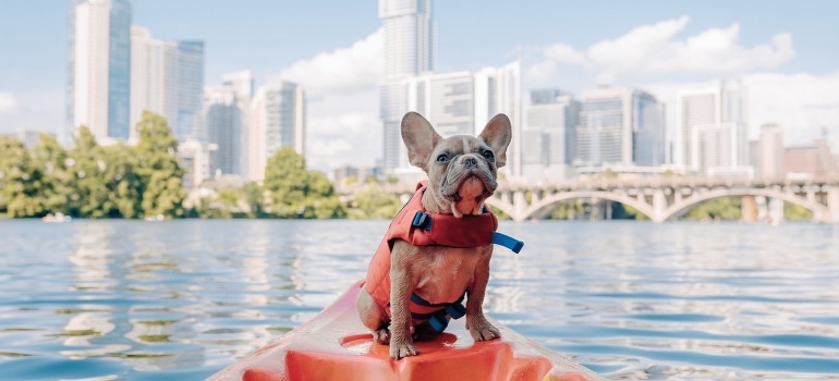 A person thinking about things to do after moving to a new city while looking at his dog on a kayak