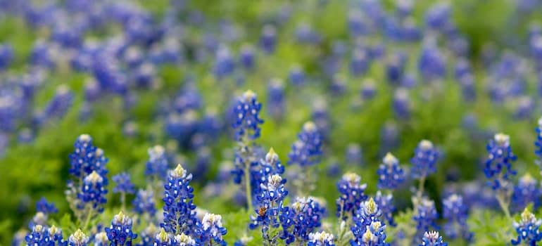 Field of Texas Bluebonnet