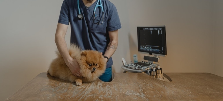 A veterinarian working